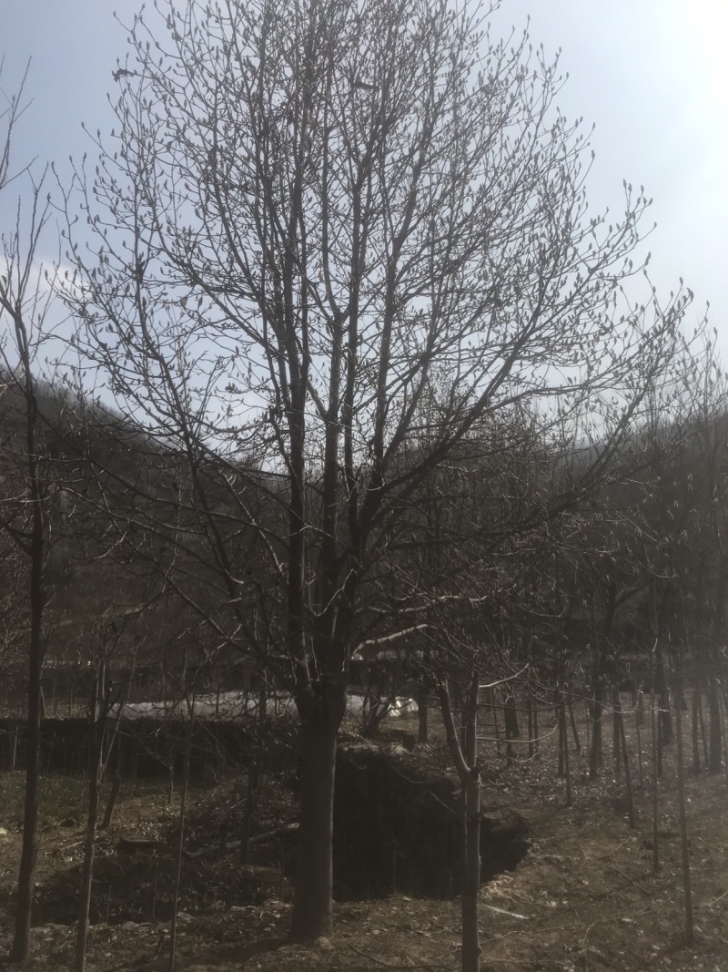 红白玉兰