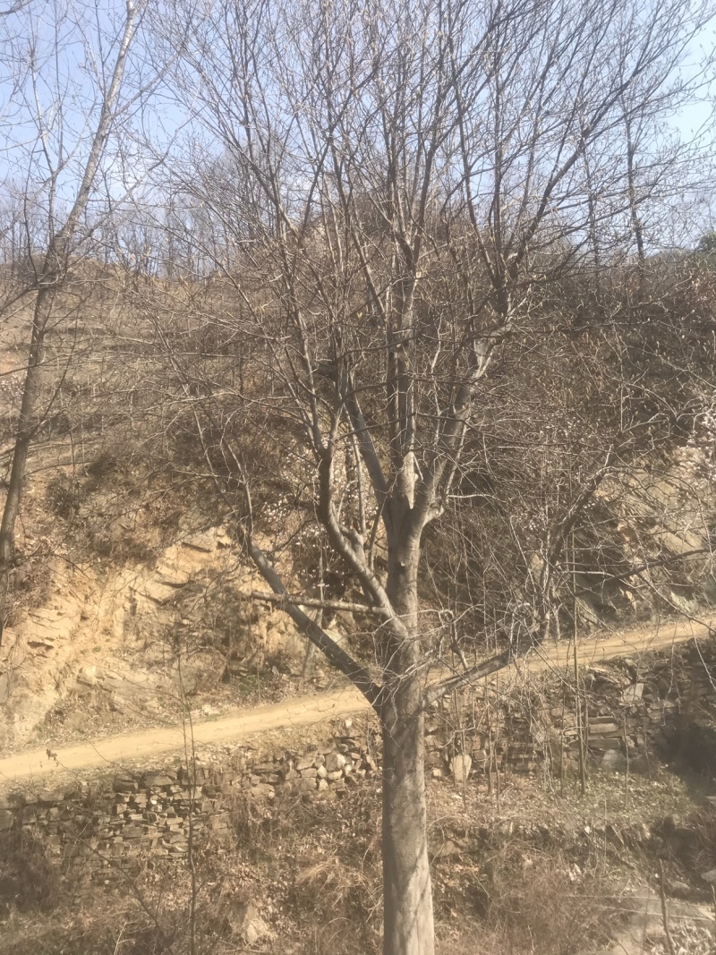 红白玉兰