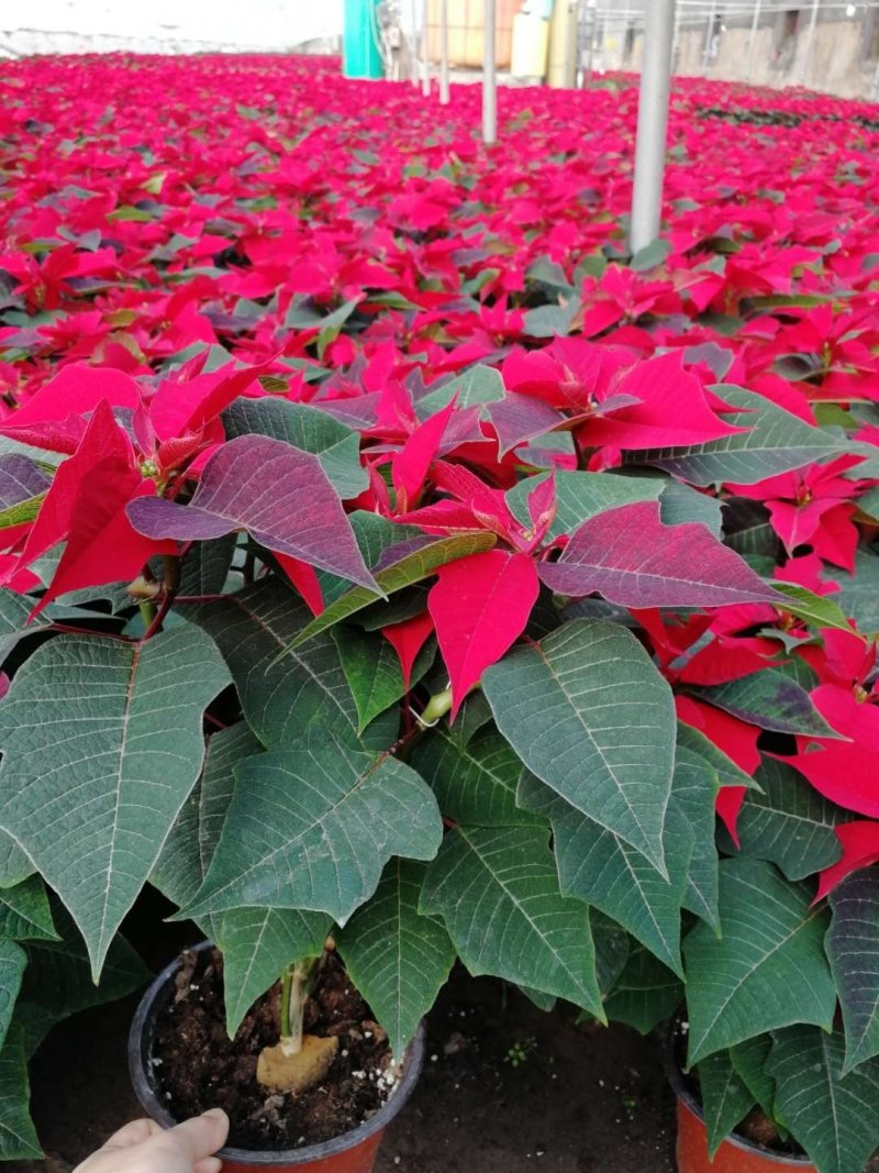 一品红！万年红！种植基地！国庆租摆专用花卉
