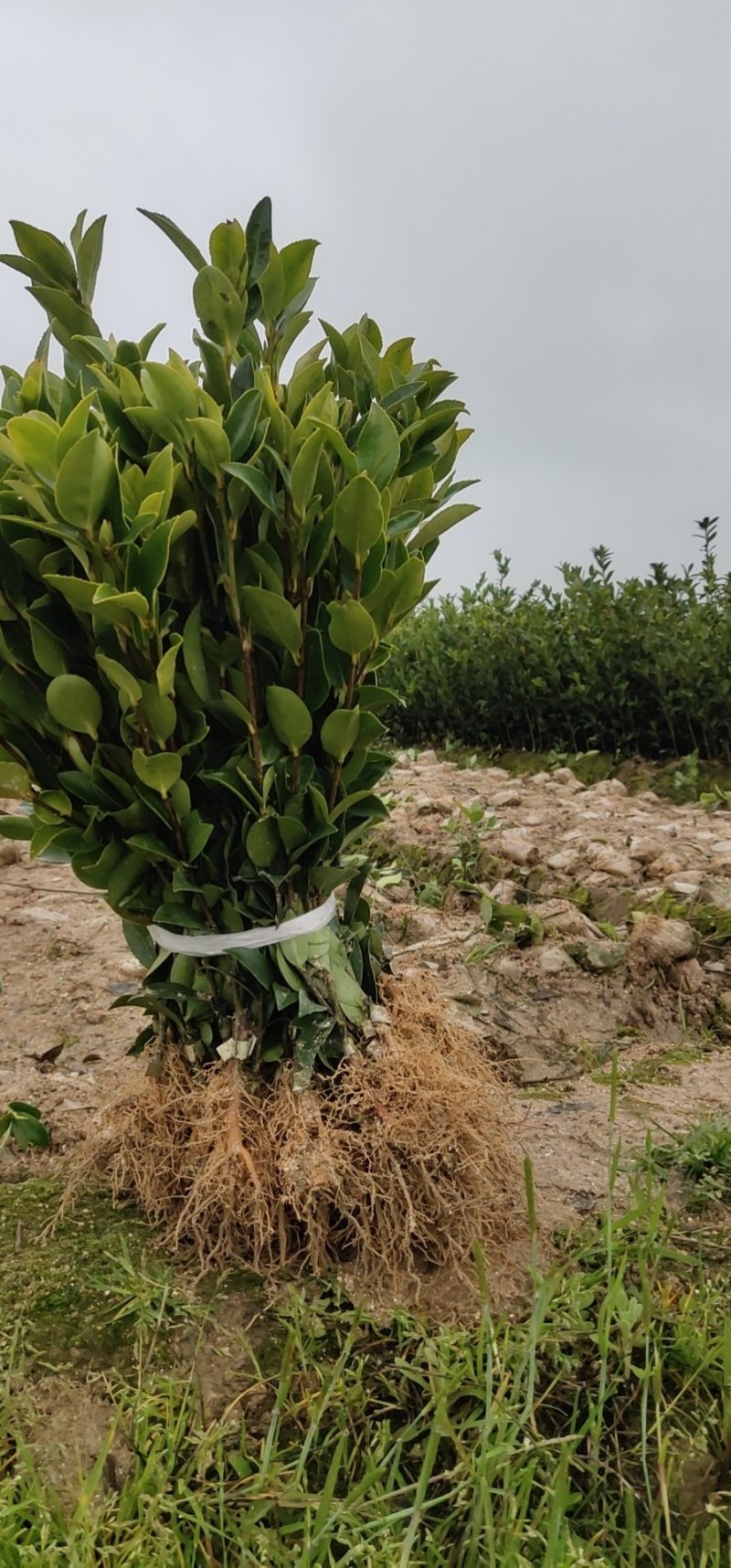 攸县湘林210系列良种嫁接油茶一年生裸根苗杯苗