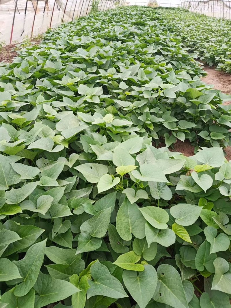 优质红薯叶，味道鲜美，多吃野菜，拒绝野味。