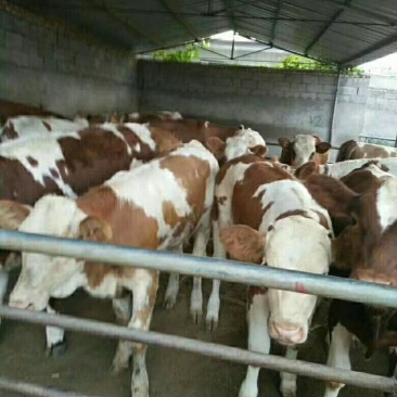 西门塔尔牛牛犊免费运输货到付款每头补贴1000元