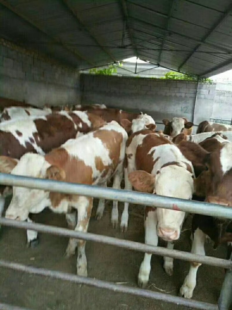 西门塔尔牛牛犊免费运输货到付款每头补贴1000元
