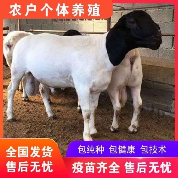 杜泊羊纯种黑头杜泊羊一年两胎繁殖率强品种高