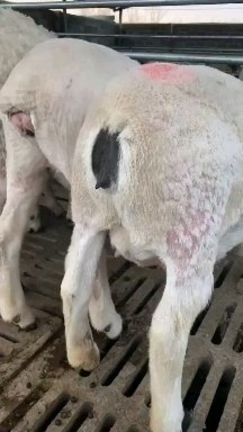 杜泊羊纯种黑头杜泊羊一年两胎繁殖率强品种高