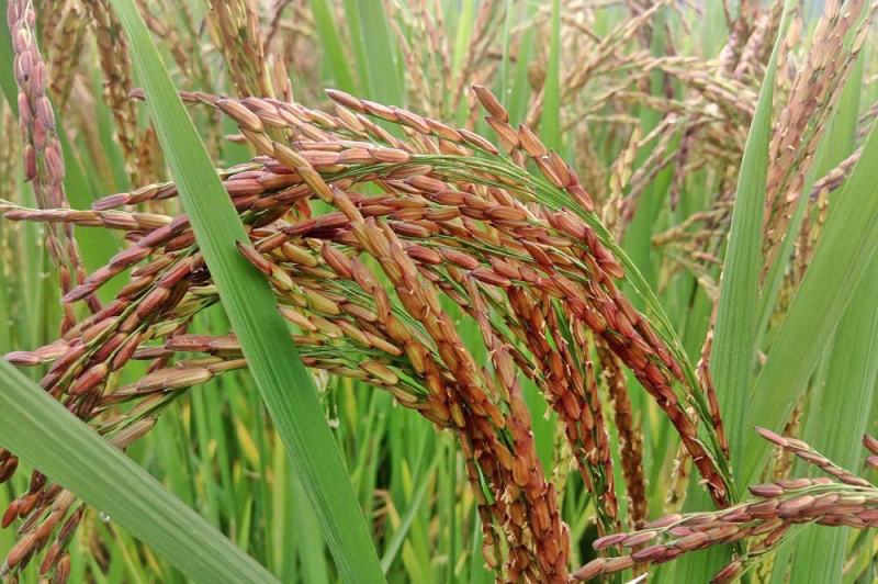 红米红米云南特产红河软大米饭香粳米老品种