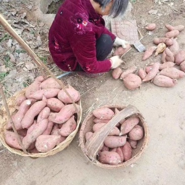 商薯19