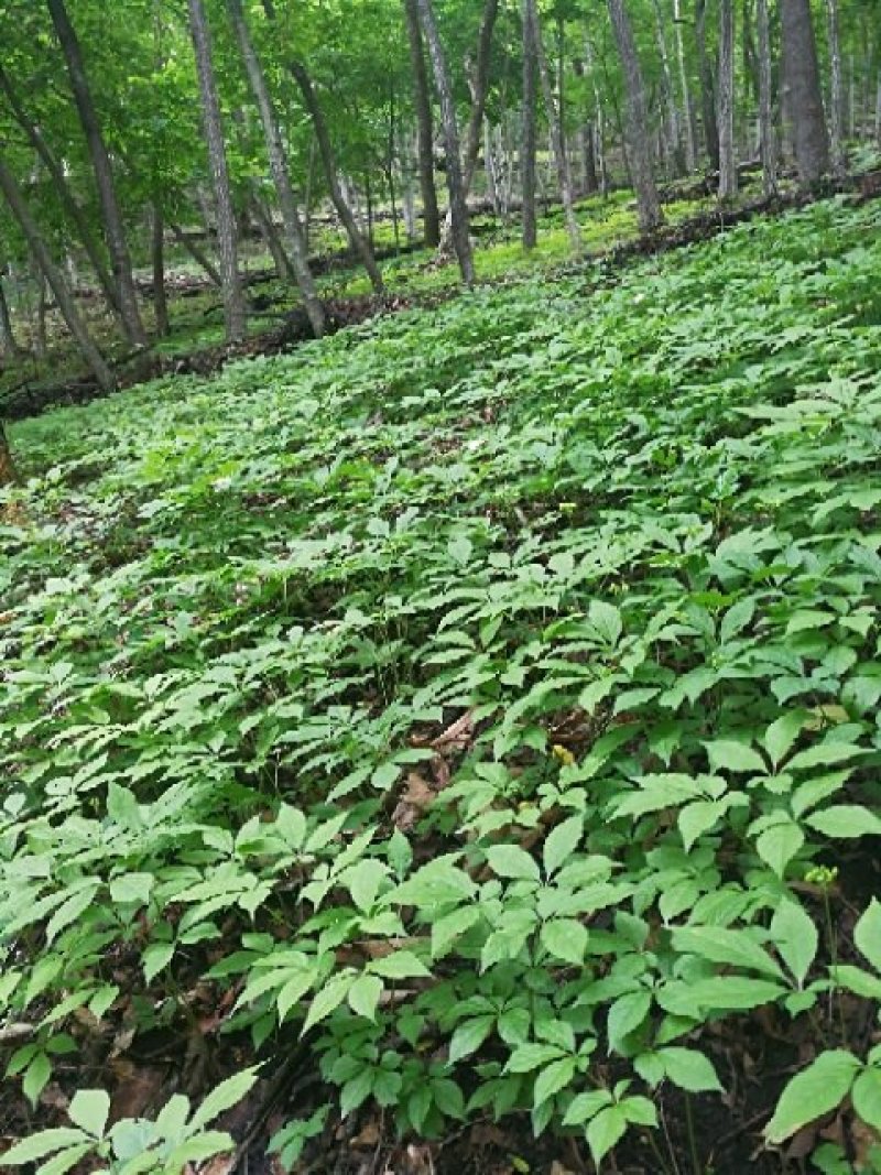 供应吉林长白山人参种子林下参种子基地直供，保证出苗率，全