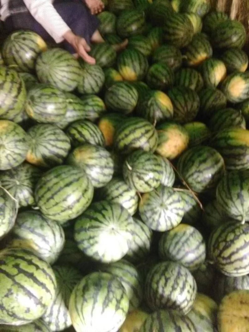 精品西瓜大量上市，需要可以联系