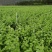 枸杞菜