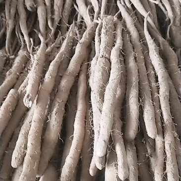 麻山药