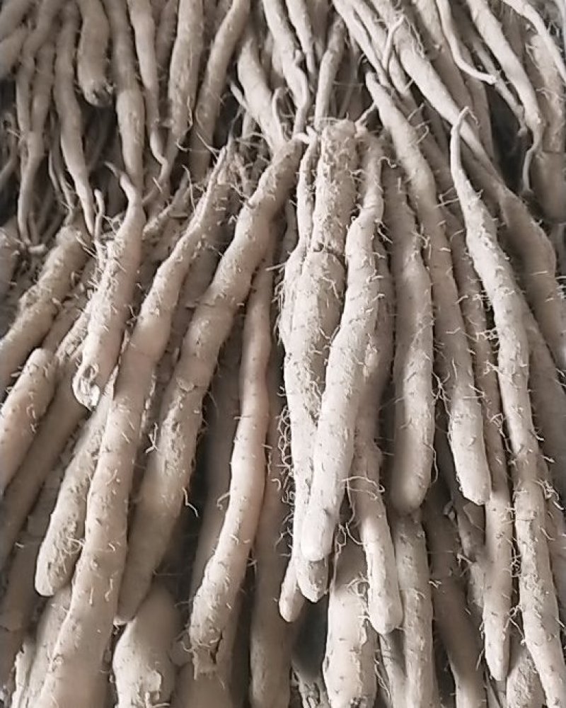 麻山药