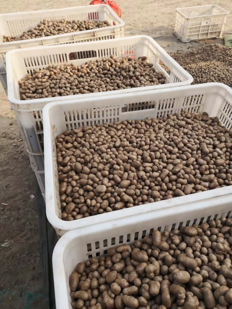 山药豆山药种豆白玉种豆优质种豆山药豆子