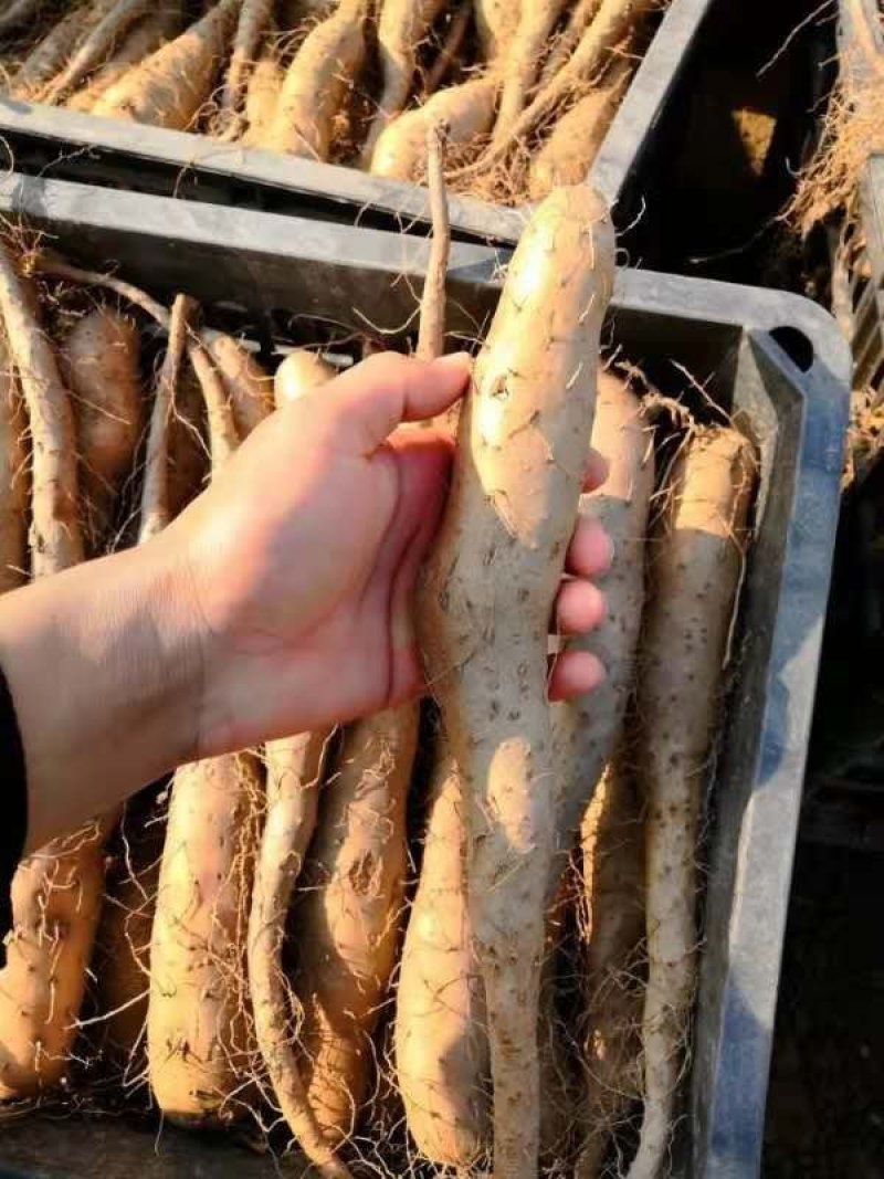 山药种子山药栽子小白嘴山药种苗山药嘴子