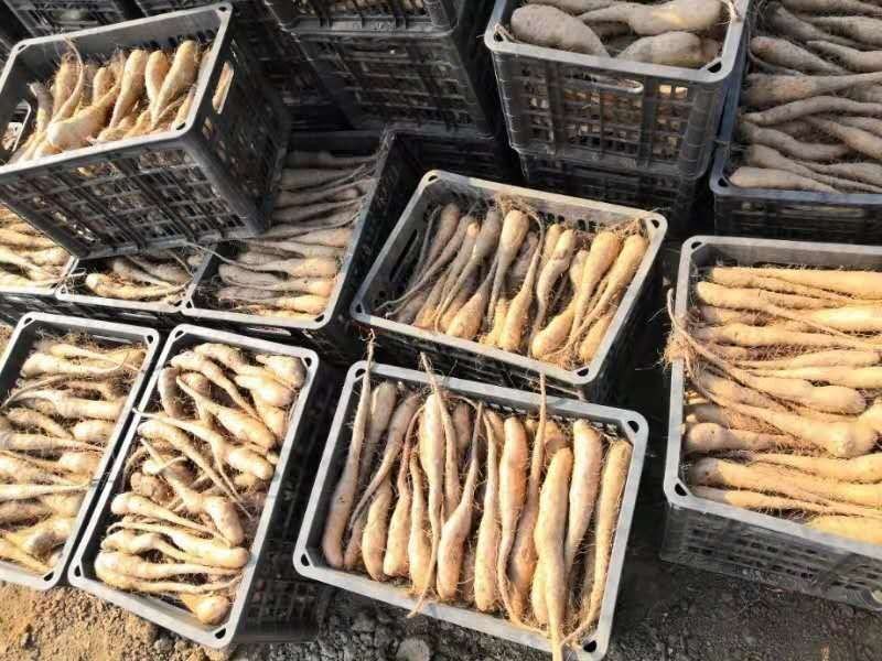 山药种子山药栽子小白嘴山药种苗山药嘴子
