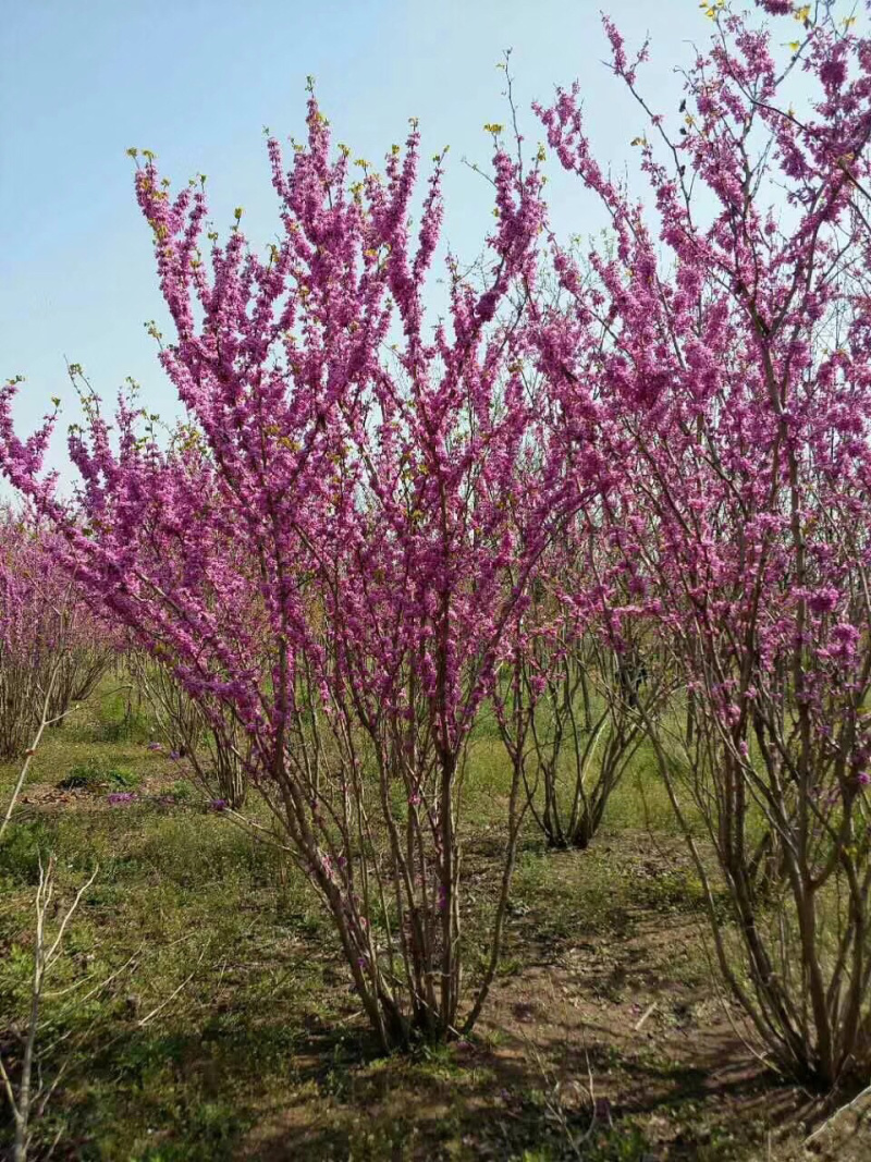 苗圃直销丛生紫荆独杆紫荆工程苗代发全国
