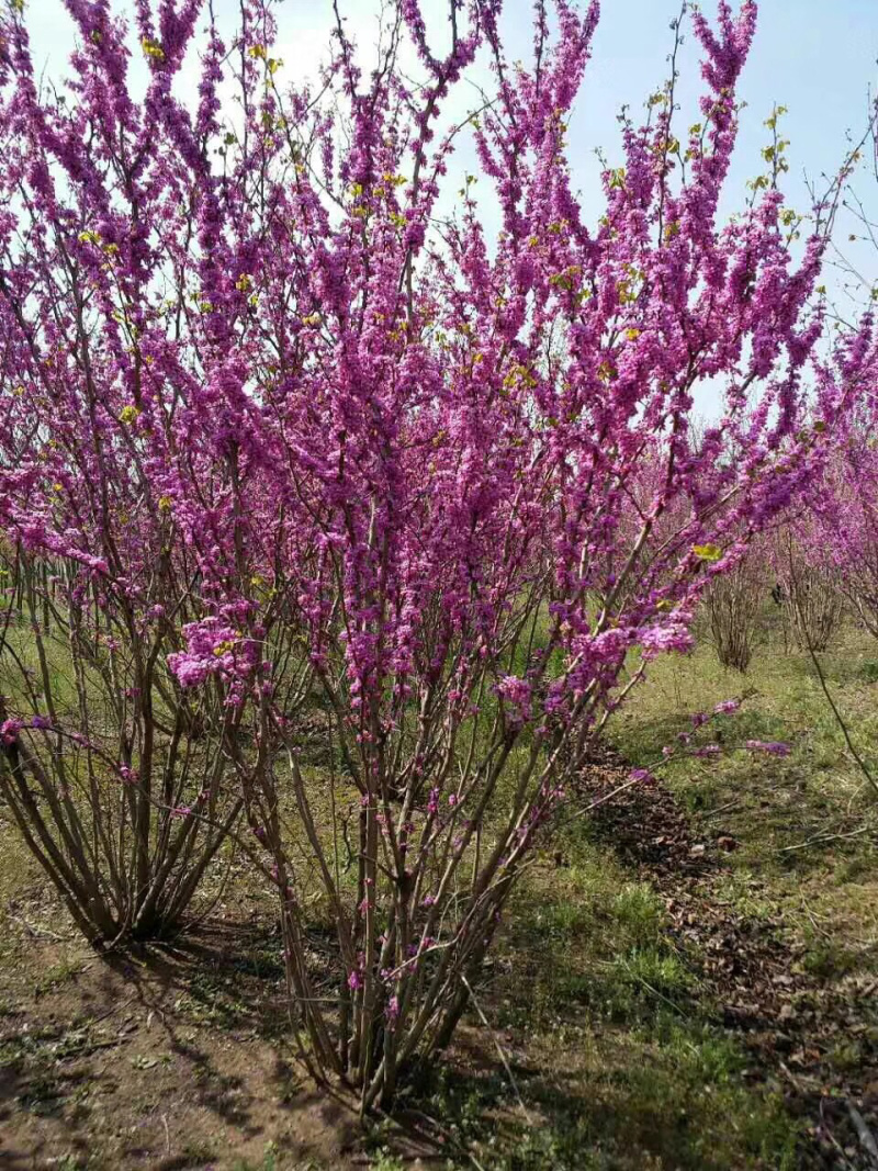 苗圃直销丛生紫荆独杆紫荆工程苗代发全国