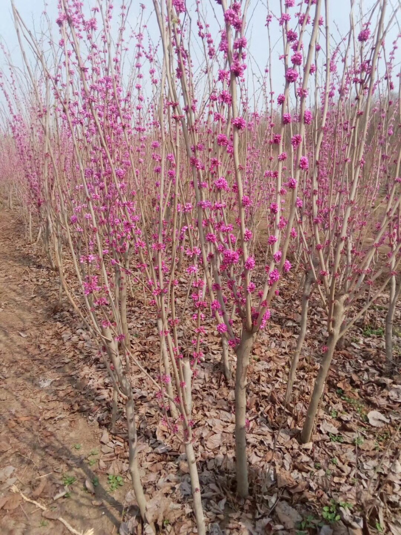 苗圃直销丛生紫荆独杆紫荆工程苗代发全国