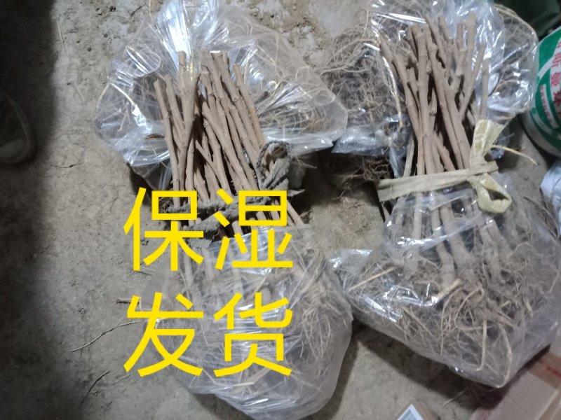 嫁接苗精品桑树苗四季果桑高产，丰产适合酿酒泡酒