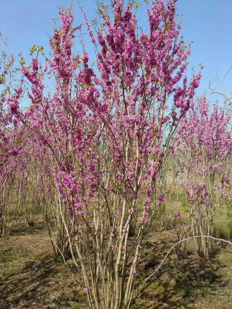 苗圃直销丛生紫荆独杆紫荆工程苗代发全国