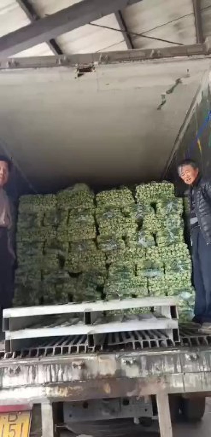 [优质]上海青翠绿鲜嫩货源充足一手货源，基地直发