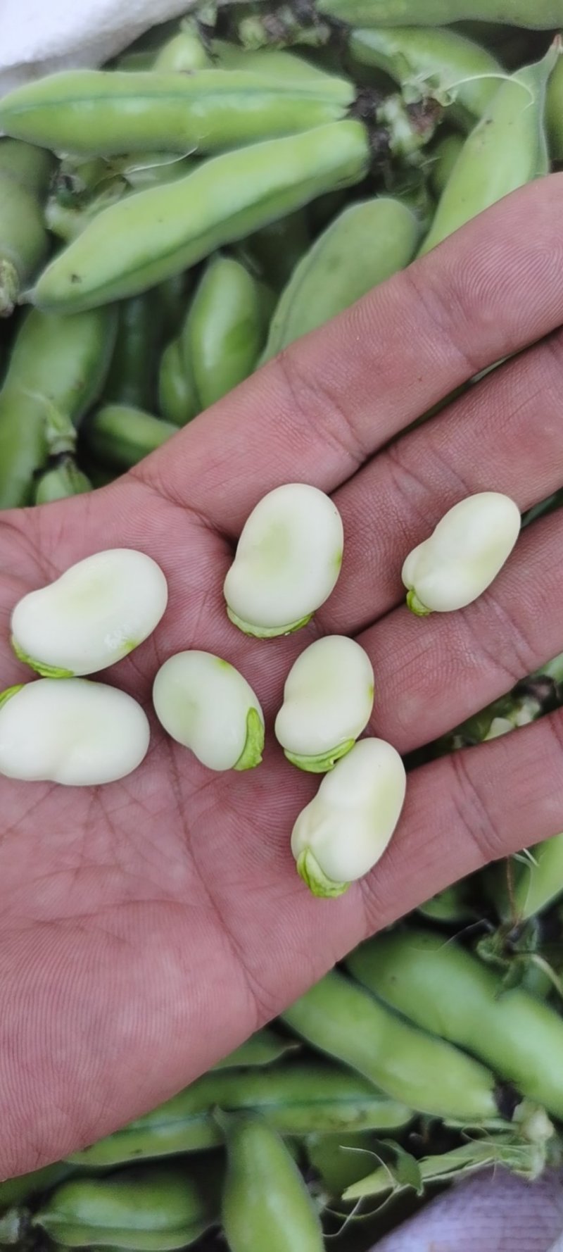 蚕豆（胡豆）颗粒饱满，颜色鲜绿。