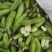 蚕豆（胡豆）颗粒饱满，颜色鲜绿。