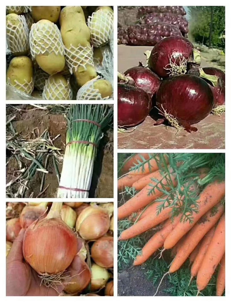 【寿光精品蔬菜全国代发，超市直供，电商合作】