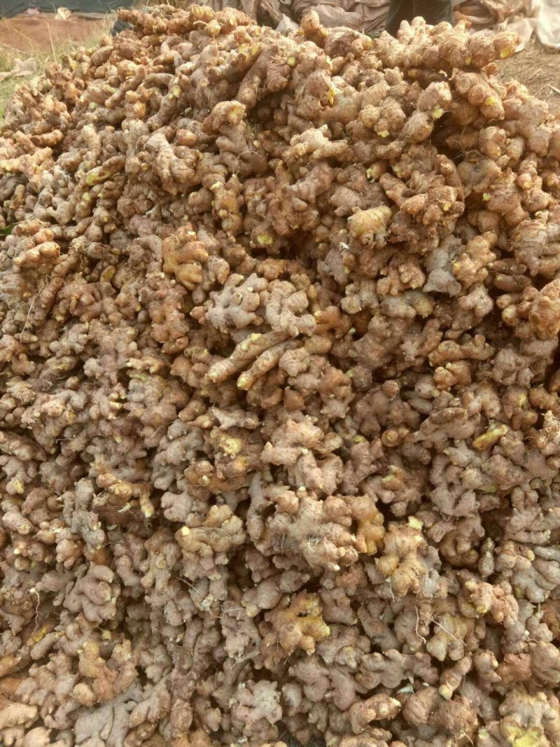 新鲜大黄姜老姜，基地直销，货源充足，货源质量保证。