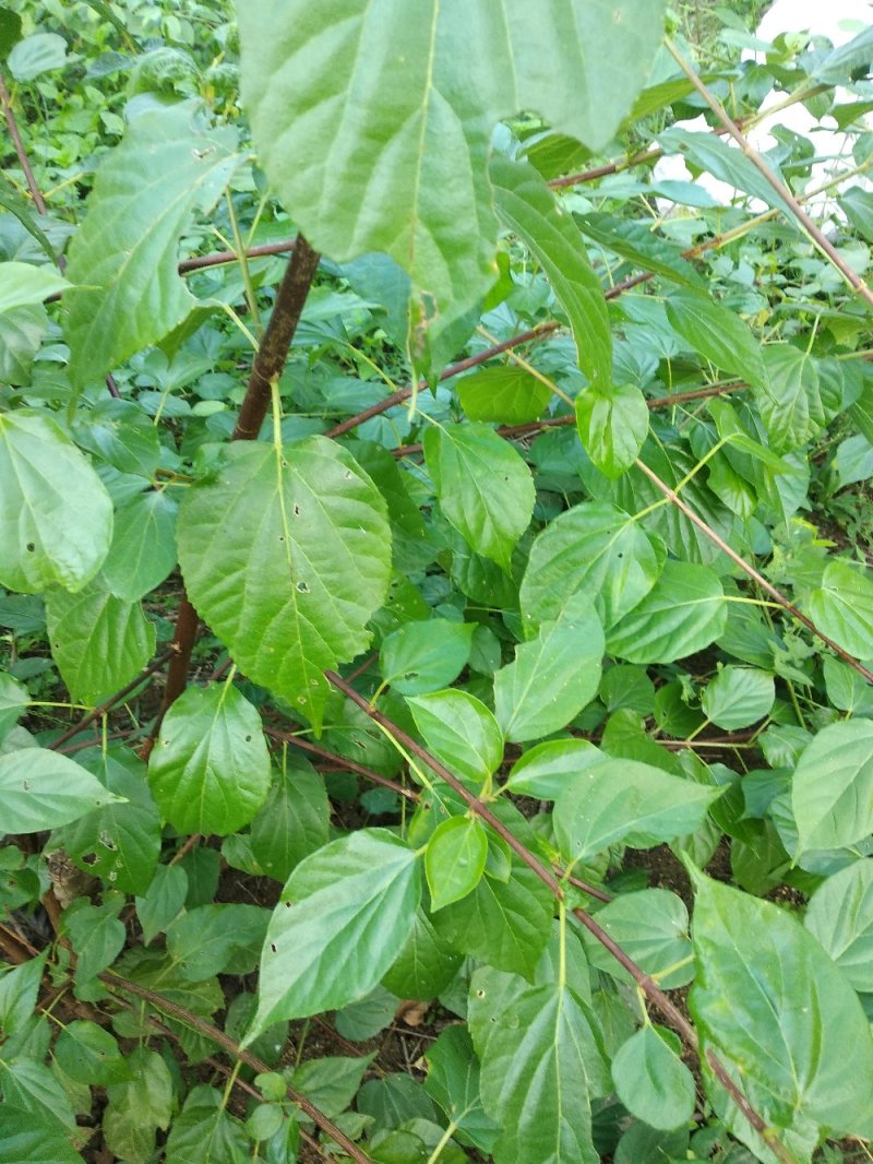 神仙豆腐树苗臭黄荊苗优质大苗当年可产鲜叶孓