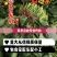 菠菜，大量有货，质量保证，可以发往全国各地。