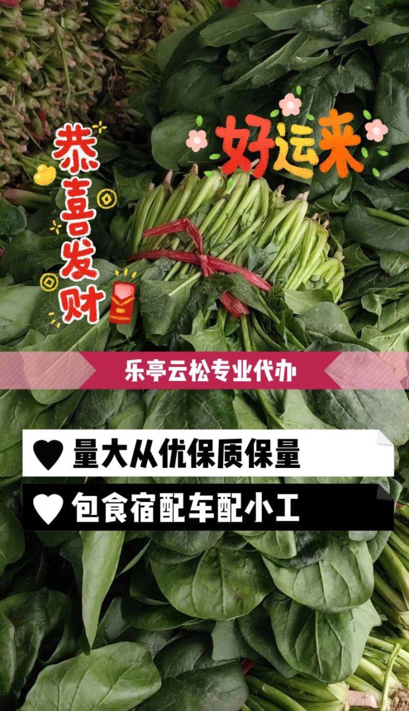 菠菜，大量有货，质量保证，可以发往全国各地。