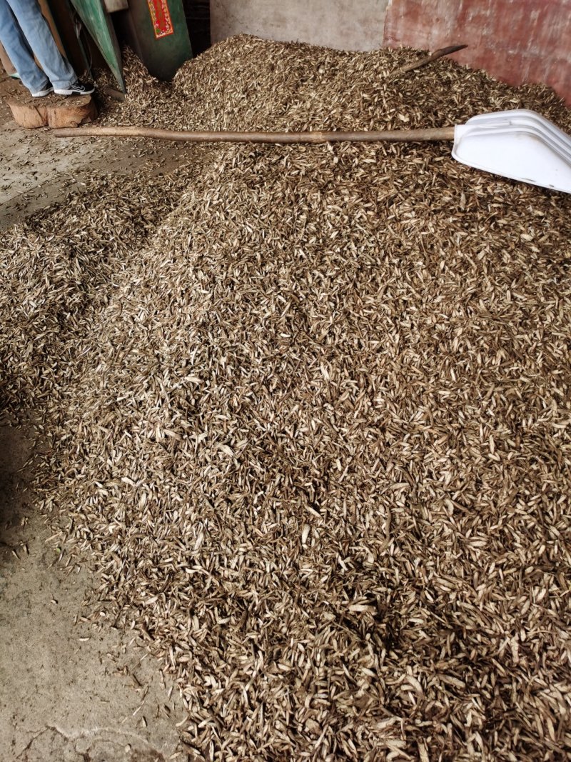 纯野生广西中药材金线风金锁匙百解藤阳枝