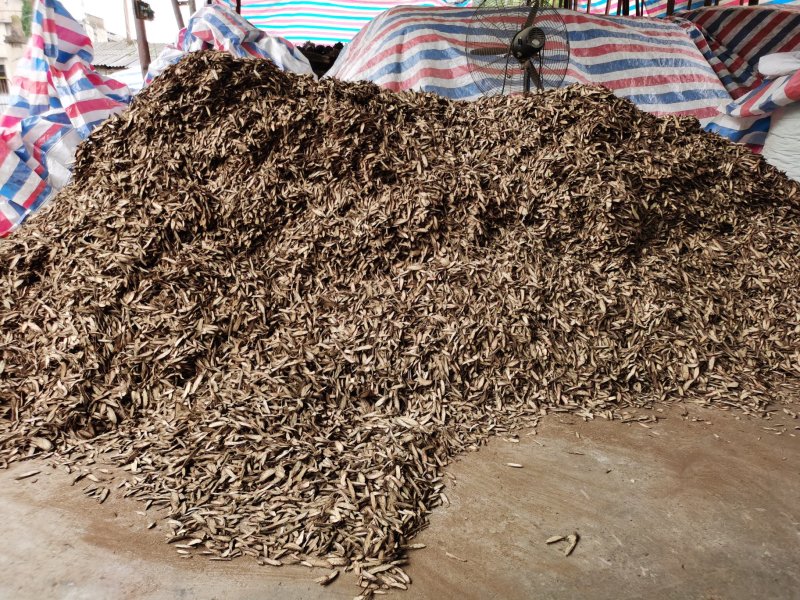纯野生广西中药材金线风金锁匙百解藤阳枝