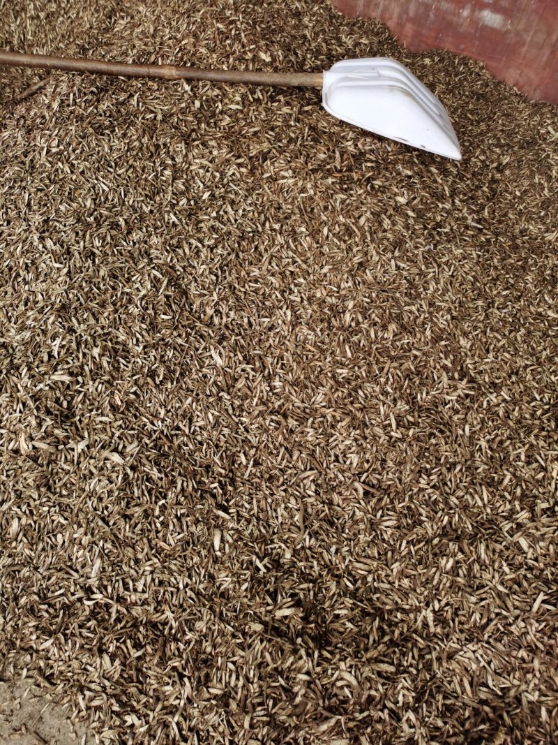 纯野生广西中药材金线风金锁匙百解藤阳枝