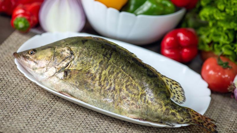 桂鱼鳜鱼活桂鱼鲜桂鱼，红烧清蒸，常年供货，量大质优