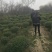精品小叶女贞球看货打号起货欢迎来实地看货