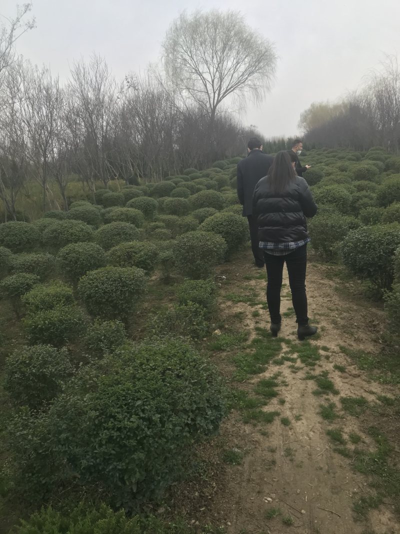 精品小叶女贞球看货打号起货欢迎来实地看货