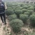 精品小叶女贞球看货打号起货欢迎来实地看货