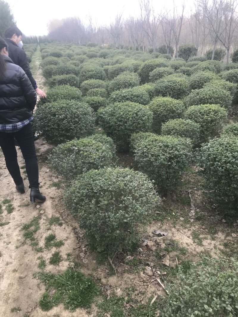精品小叶女贞球看货打号起货欢迎来实地看货