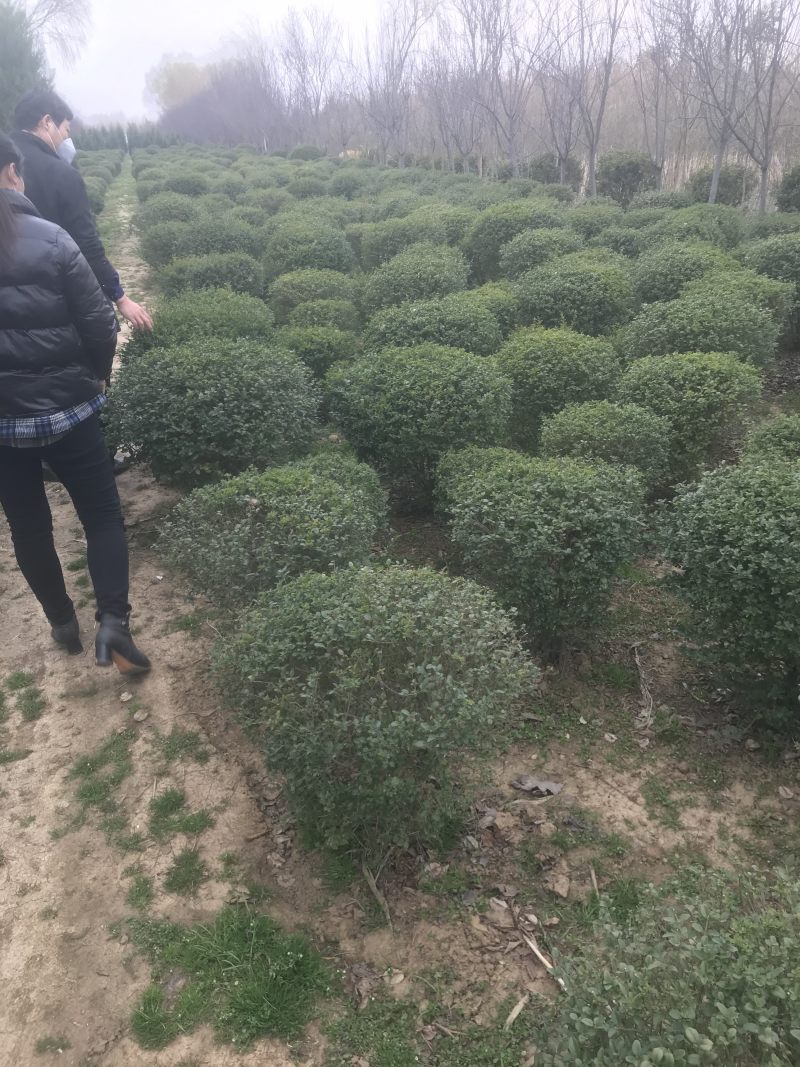 精品小叶女贞球看货打号起货欢迎来实地看货