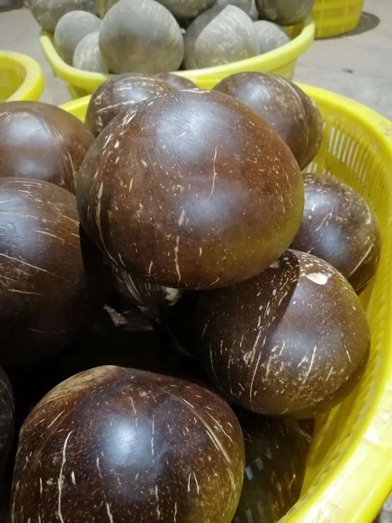 热带水果海南椰子椰皇