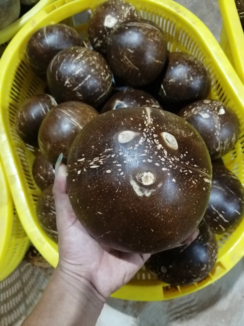 热带水果海南椰子椰皇