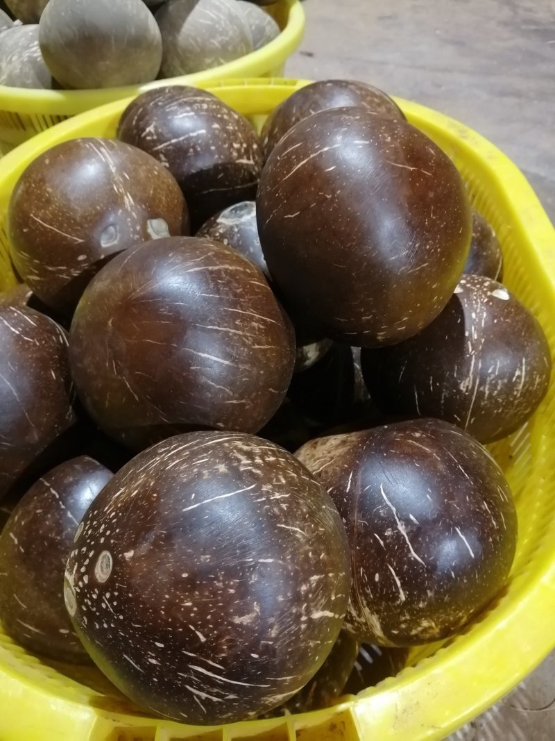热带水果海南椰子椰皇