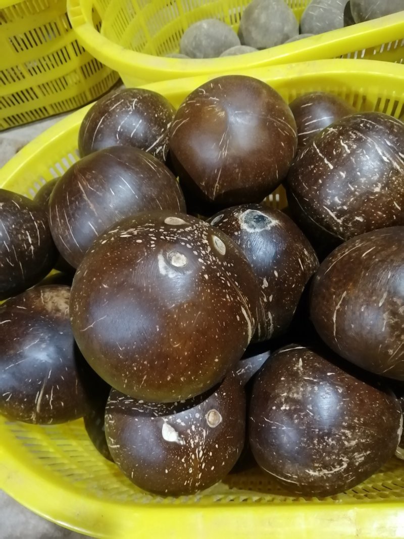 热带水果海南椰子椰皇
