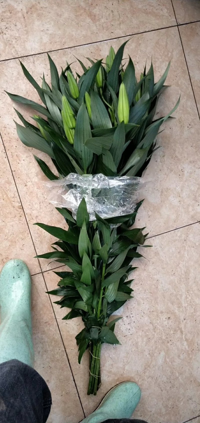 百合花批发专区西伯利亚百合鲜切花云南基地直发可视频看货