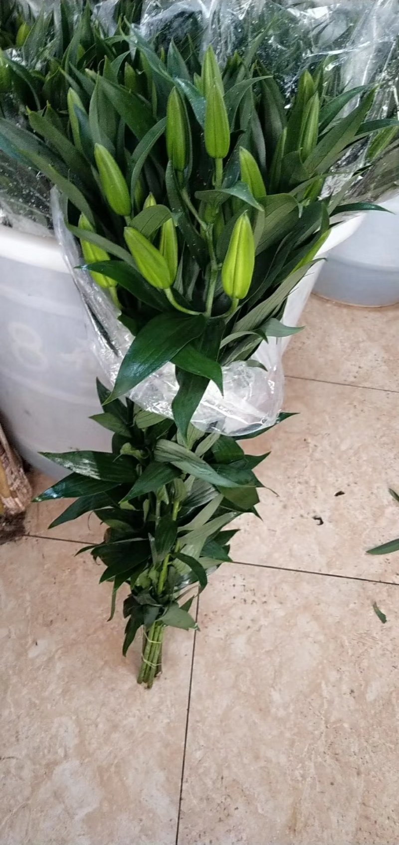 百合花批发专区西伯利亚百合鲜切花云南基地直发可视频看货