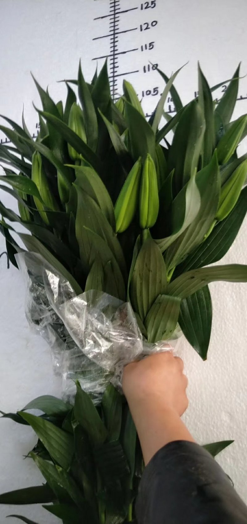 百合花批发专区西伯利亚百合鲜切花云南基地直发可视频看货