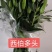 百合花批发专区西伯利亚百合鲜切花云南基地直发可视频看货