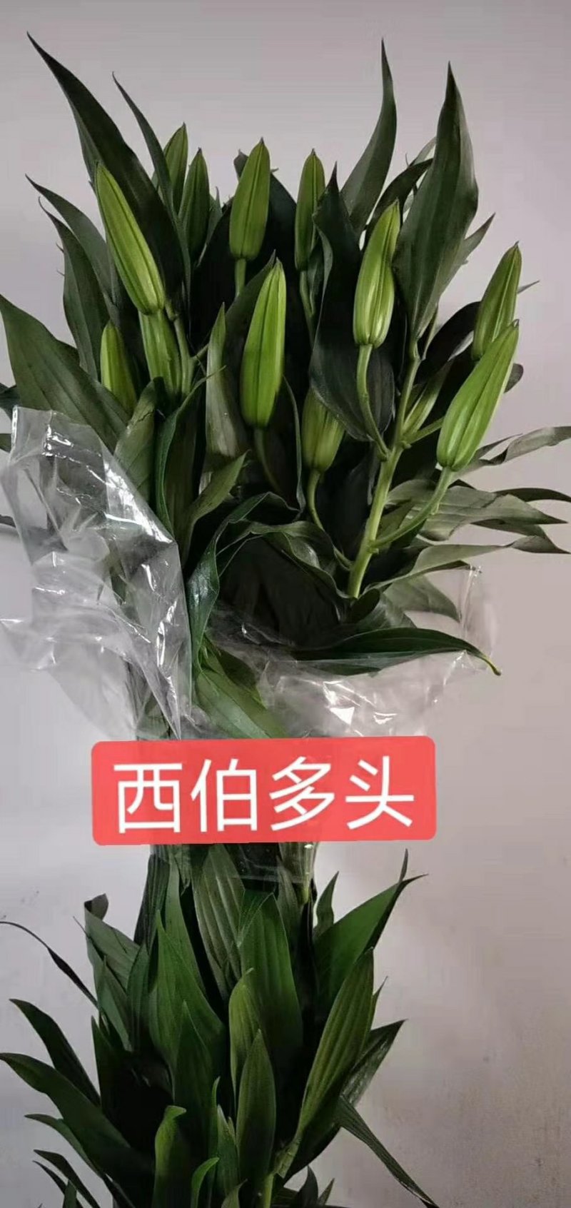 百合花批发专区西伯利亚百合鲜切花云南基地直发可视频看货